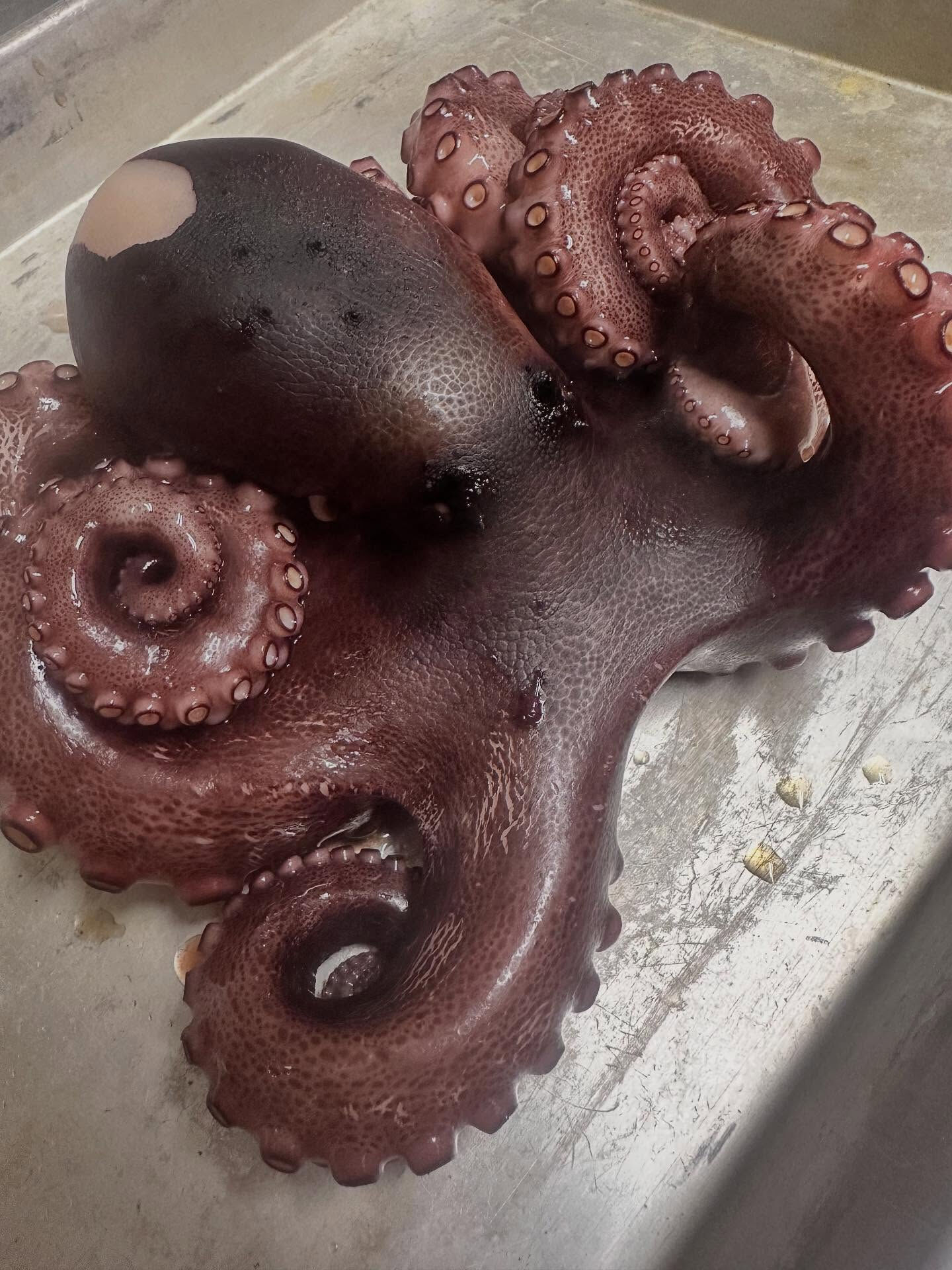 【ゆでだこちゃん🐙】