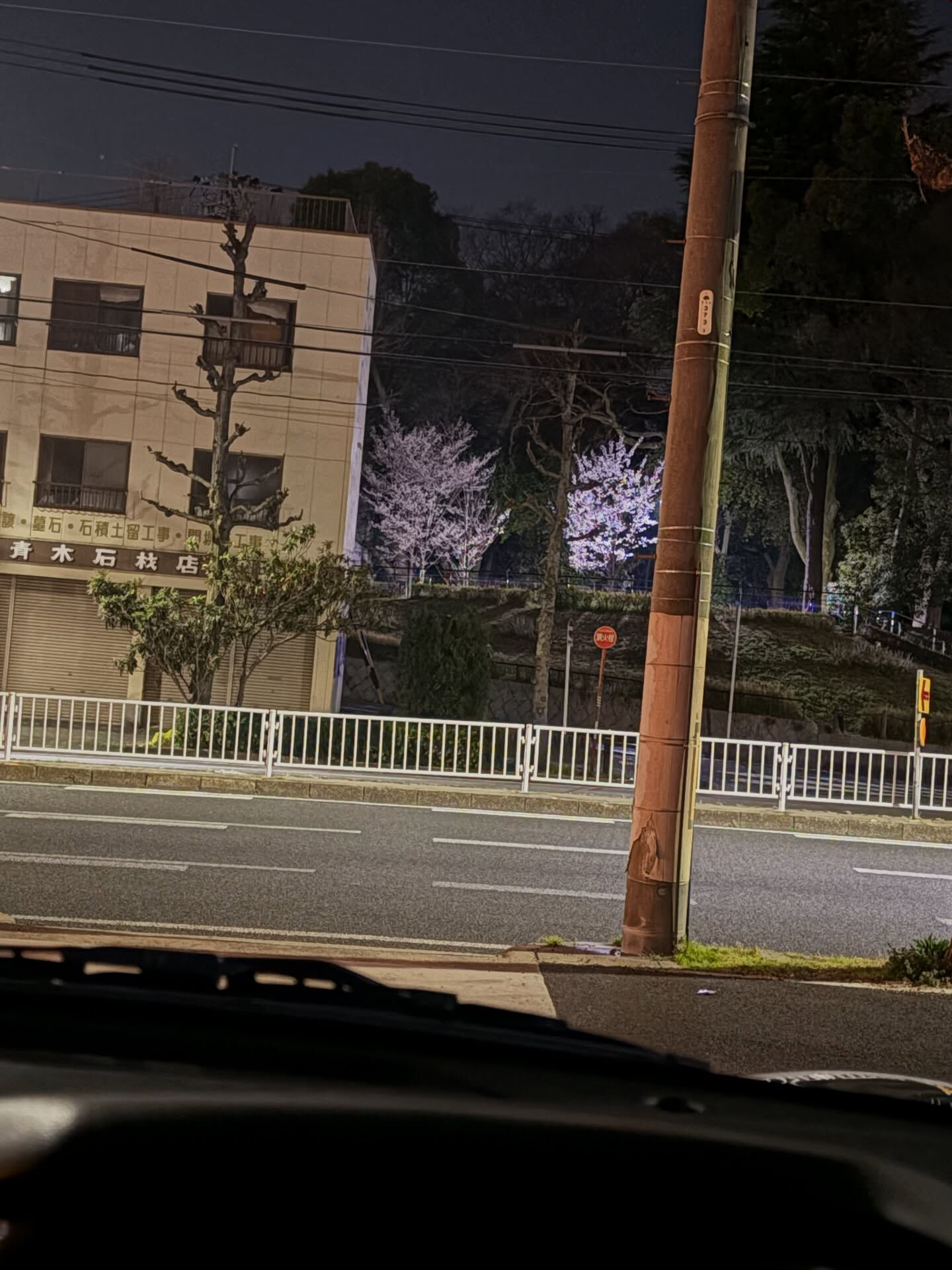 【開花したぁーーー🌸】