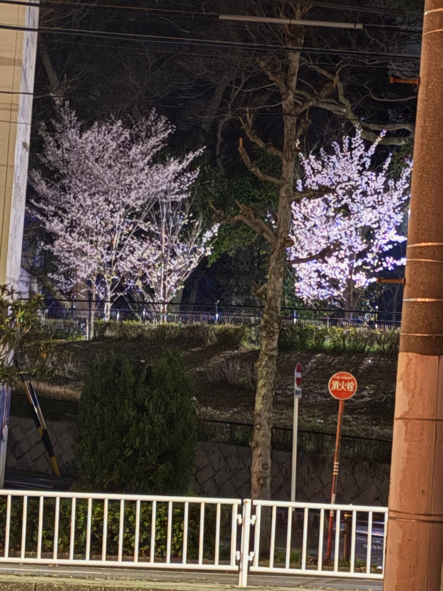 【開花したぁーーー🌸】