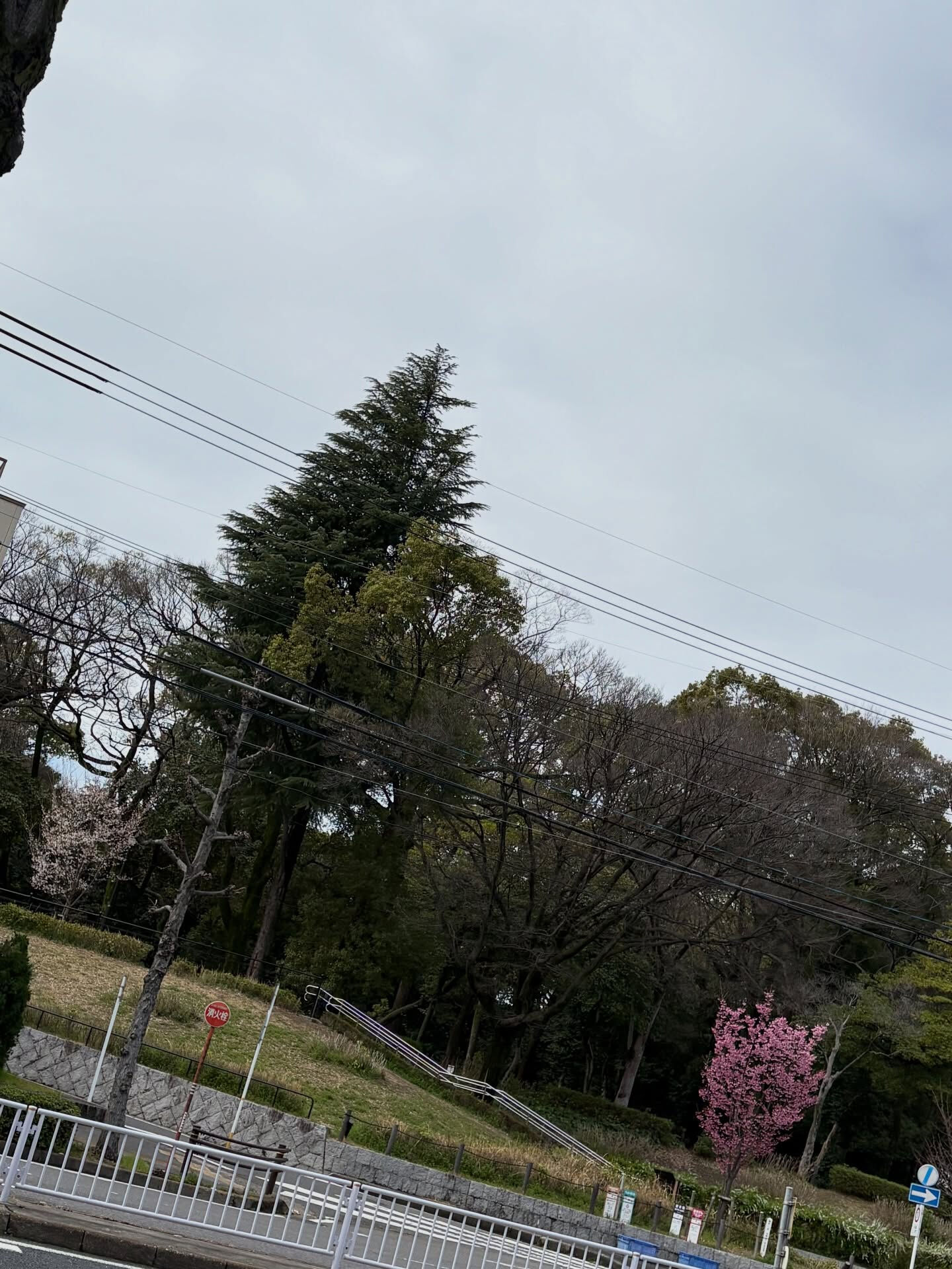 【お花見したいなぁ🌸】