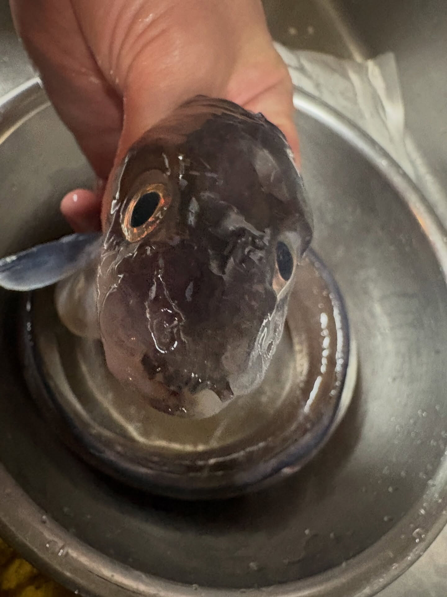 【だいちゃんの釣果魚】