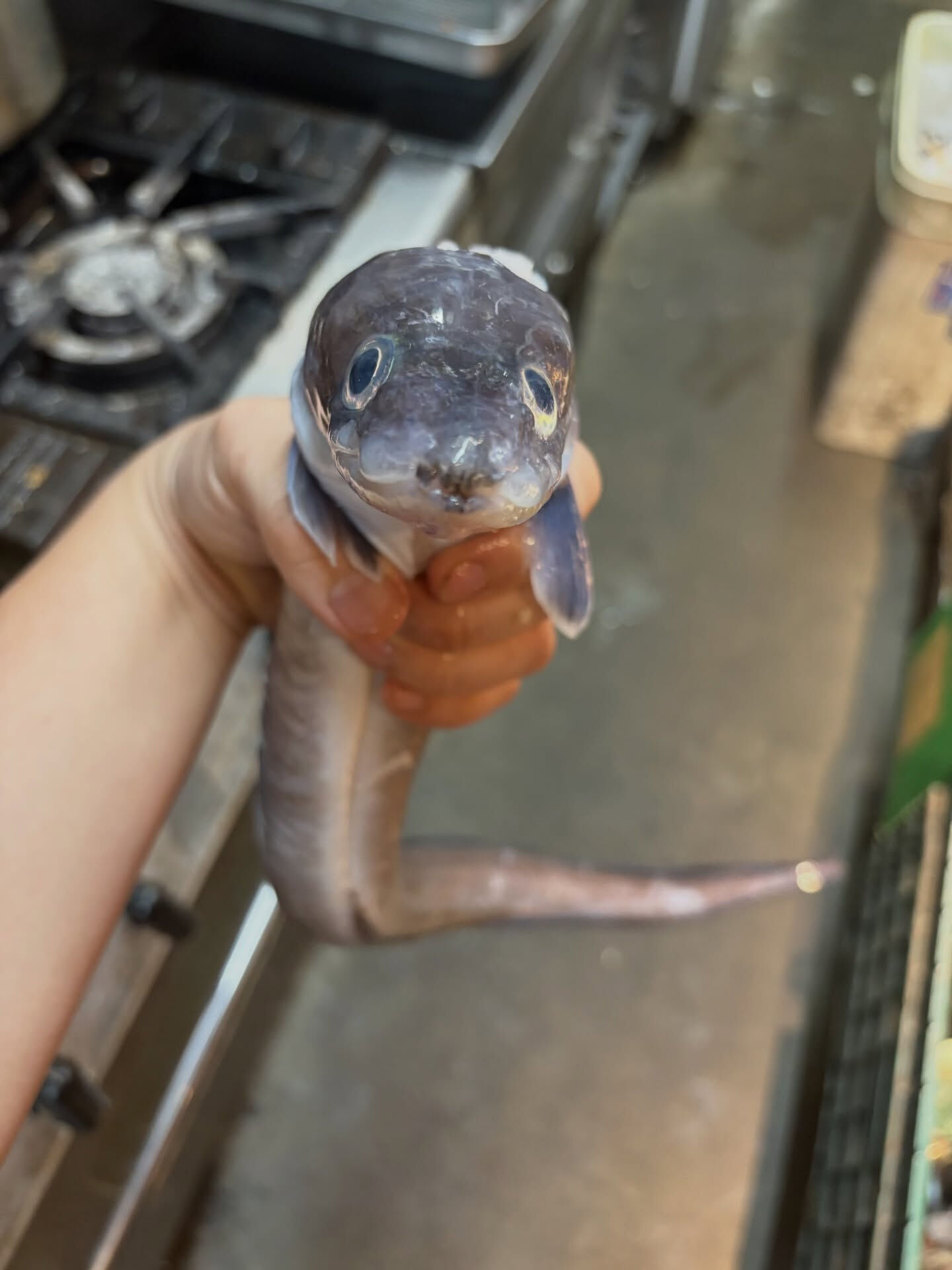 【だいちゃんの釣果魚】
