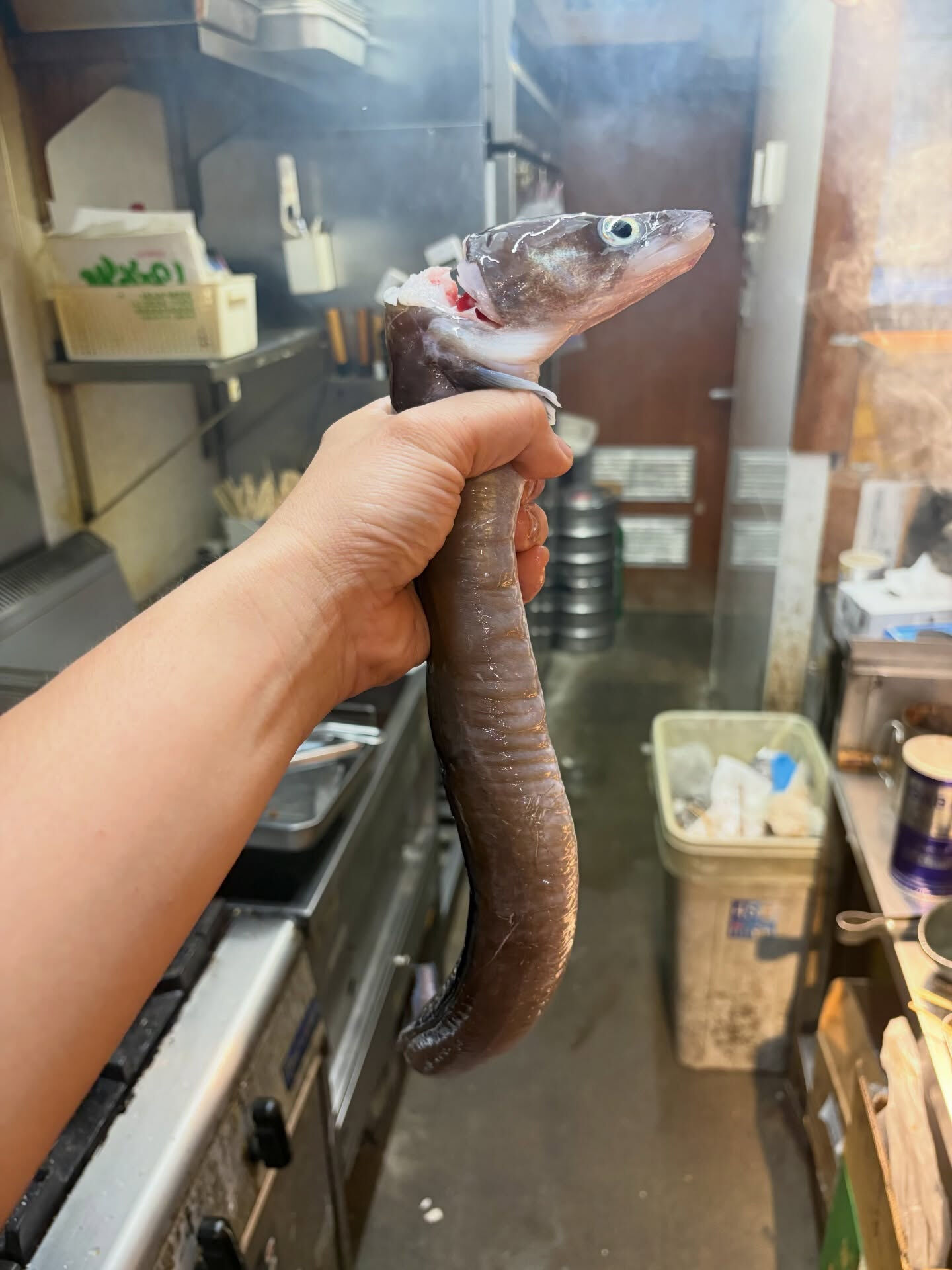 【だいちゃんの釣果魚】