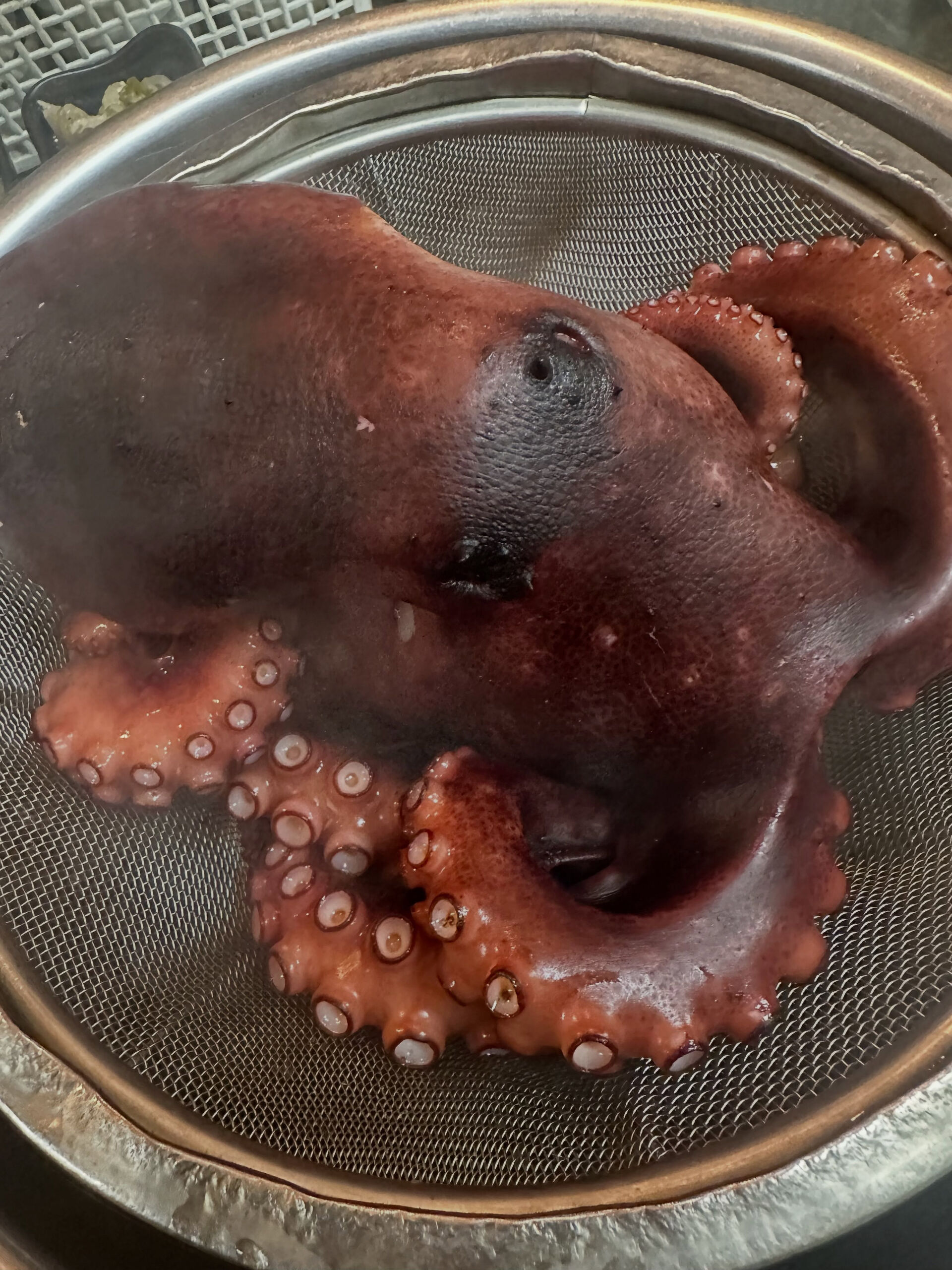 【真っ赤っか🐙】