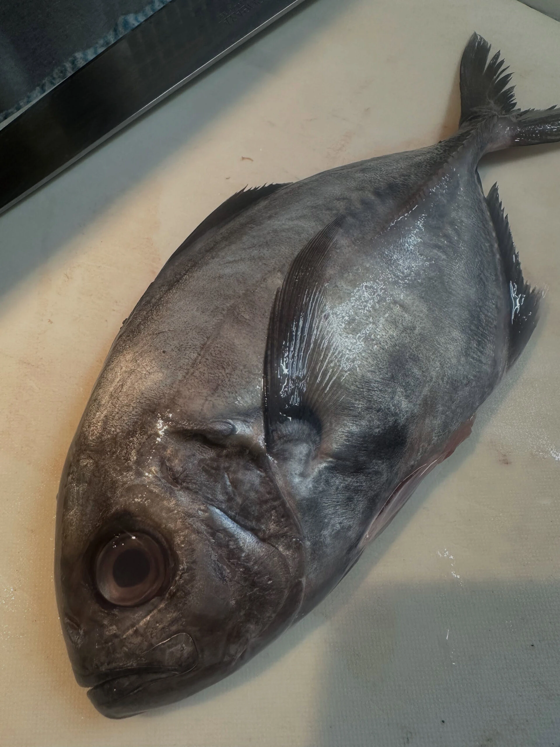 【珍しい魚が入荷】