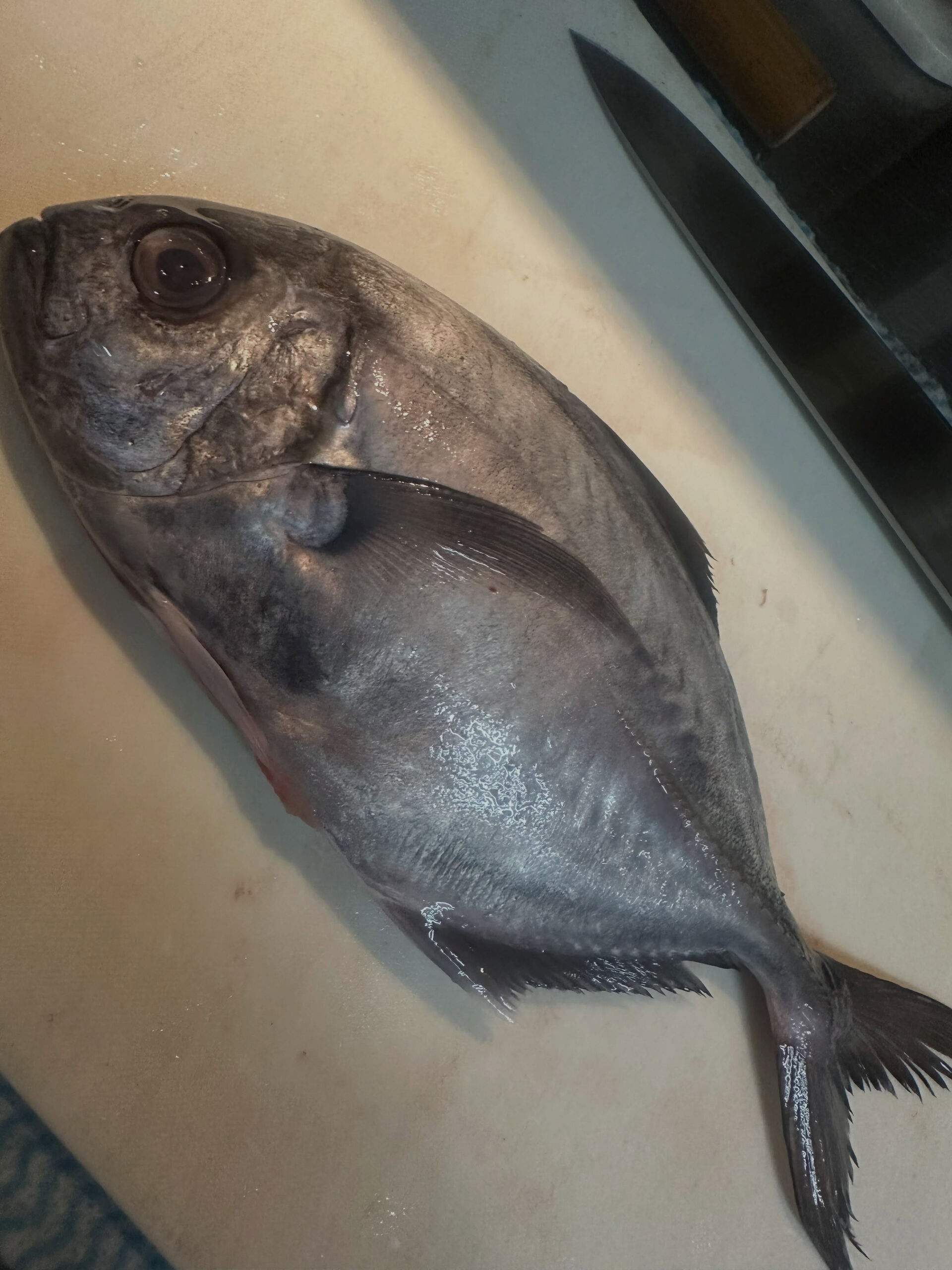 【珍しい魚が入荷】